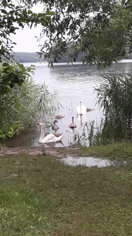 Семья лебедеи