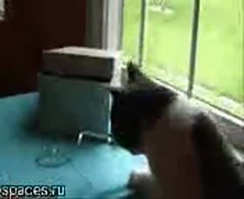 Только мы с котом