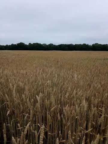 Русское _поле