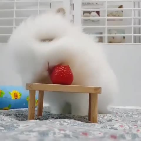 adorable_bunny_world___CCMPS95lU2R___