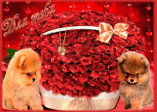 Foiz__Для_тебя_розы_кр_и_2_щенка