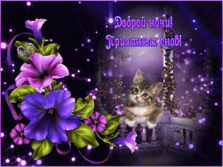 Доброй ночи с котом