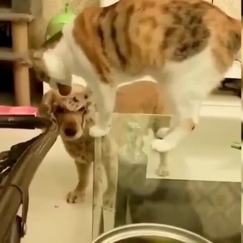 lnstameow___CCOHVs9pFi5___