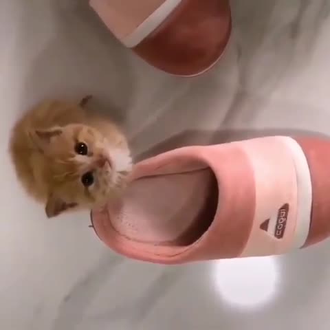 catloversshare___CCQBYwIpnEP___