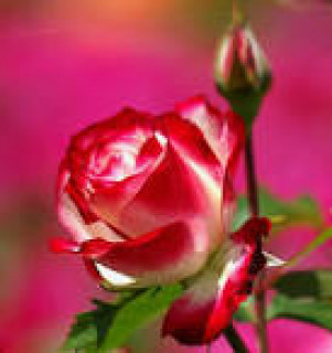 images-10