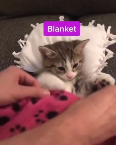 cats_gogo___CCWUGa2preH___