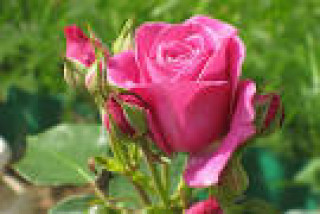 images-11