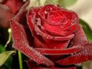 images-12