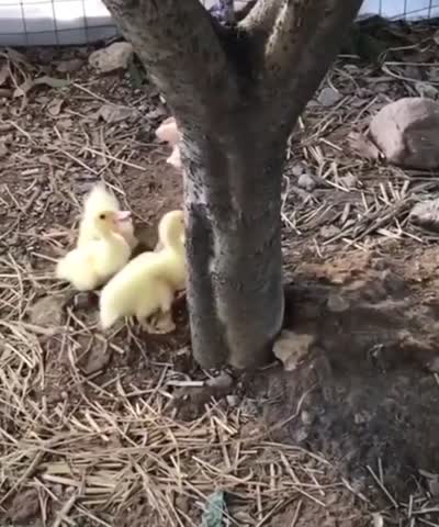 duckorpenguin___CCWNBw2lvsP___
