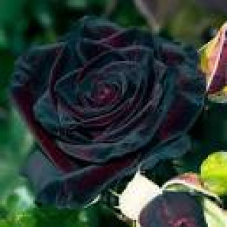 images-13