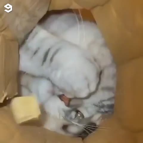 cats_gogo___CCbAR3fpRhC___