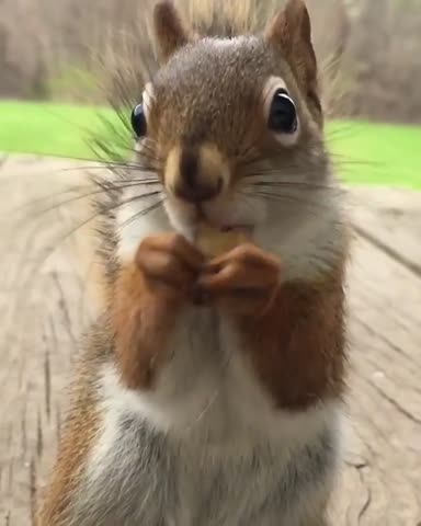 nuts_about_squirrels___CCWLXvRHE6k___