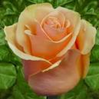 images-14