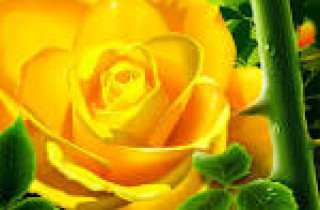 images-15