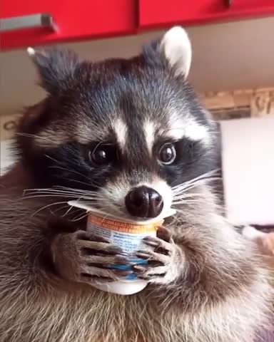 kind_animals___CCiaOIVl2Q6___