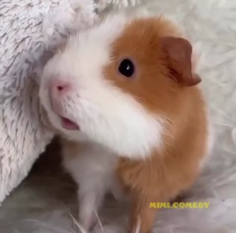 mimi_edy___CCgQpdYJKKN___