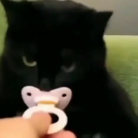 itscatspla___CCjY-lZpZSy___