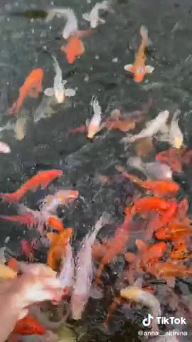 ко_мне_рыбки