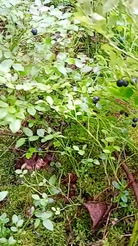 VID_20200714_103655