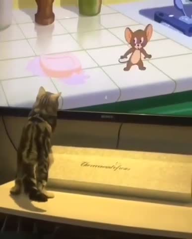 cat_one1___CClilt6AjZR___