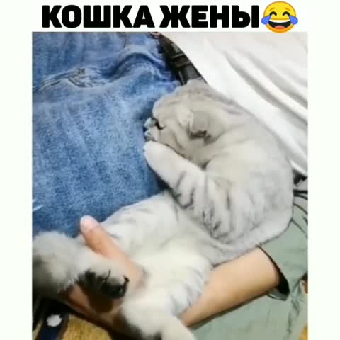 hodor_cat___CCnNaYwJgQM___