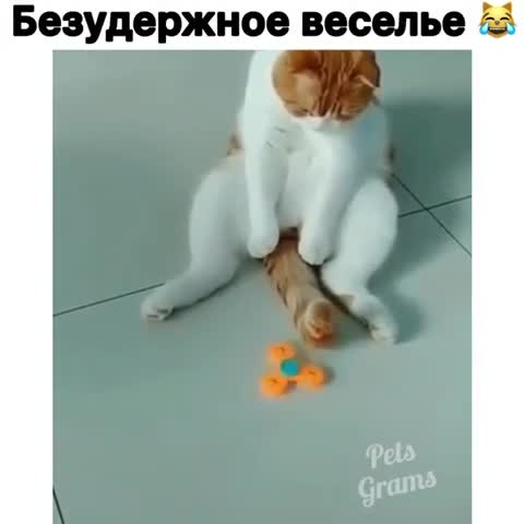 pets_grams___CCnPV_vIaMI___