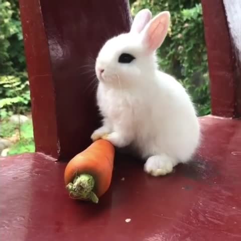 bunniesfeatures___CCZsqJKBN2M___