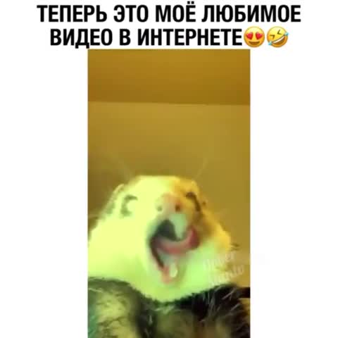 dober_mantv___CCqfq9uh1S1___