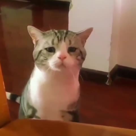 catclipsmatter___CCti7pojwd4___