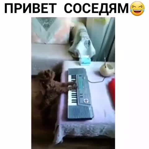intellectymor___CCtkis8jDqO___