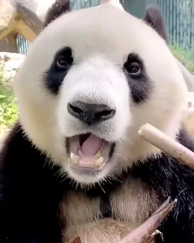 panda_ur_love___CCtQ_BUARQK___