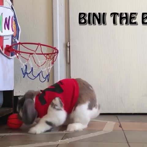 bunniesfeatures___CCyG1_8BhjU___