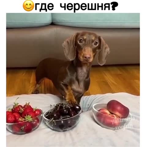 animals_zoofun___CC0BGxkobYI___