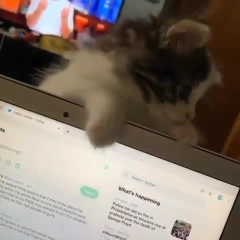 cutestanimalclips___CCw0PTTn-Wq___