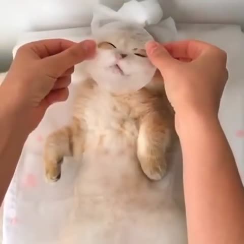 cutyycats_1___CC0Qb6Wp4pd___