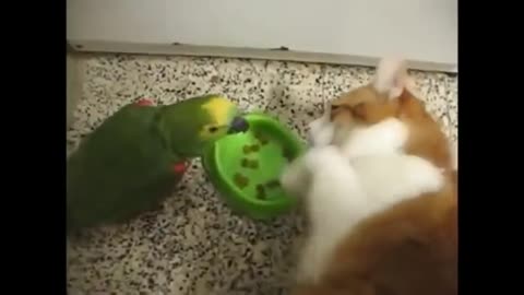 попка_хамит