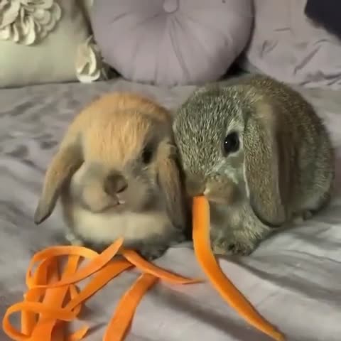 bunnies_loovers___CC1HjL0lp5Y___