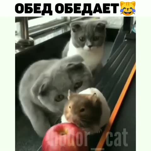 hodor_cat___CC0FB40pm0Y___