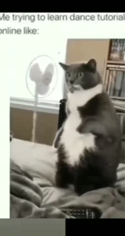 cuteiicats-___CC3fj4CJNv5___-