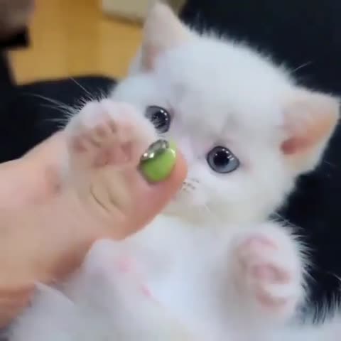 cutyycats-___CC6DhgGqENg___-