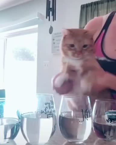meowfen-___CDEfKfgDwR1___-