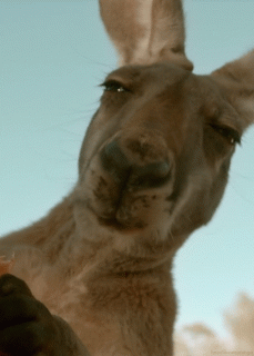 post-37990-Stoned-Kangaroo-gif-Imgur-4uwM
