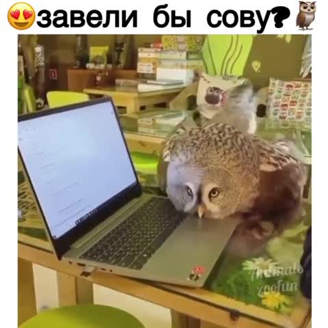 animals_zoofun-___CDGzzHOgTJV___-