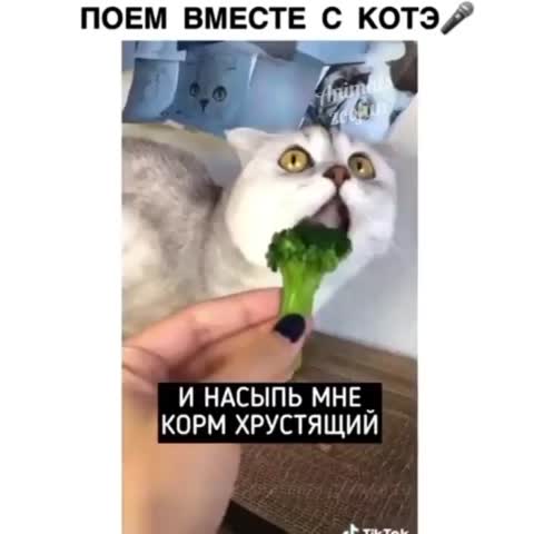 dober_mantv-___CDG0fGVB_Uc___-