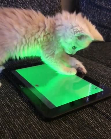 micik_mainecoon-___CDGwR63gYTp___-