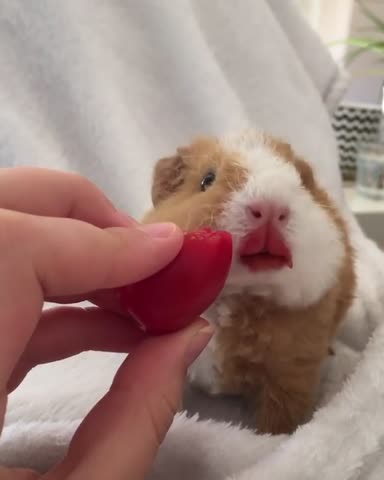 thepiggypotatoes___CCgPNH0gXfE___
