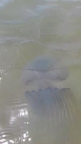 video-13c7163c95c6783240385d19651a3c8a-V