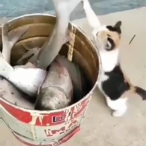 zoo_pozitiv___CCqfdKrKmKD___