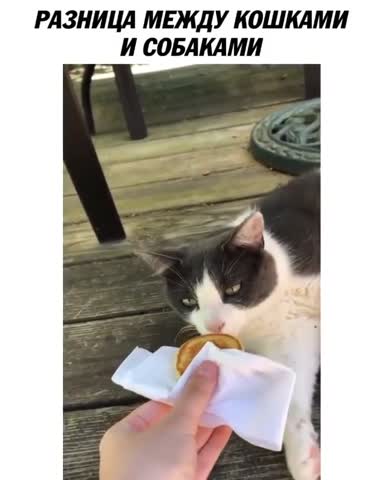 who_said_meoww-___CDBxzWhouX8___-