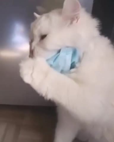 worldwide_meowdels___CCdmj1qghnp___